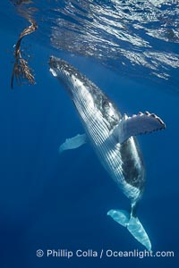 Solitary inquisitive humpback whale underwater near the island of Moorea, French Polynesia, Megaptera novaeangliae