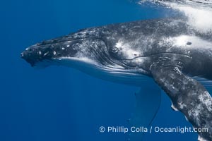 Solitary inquisitive humpback whale underwater near the island of Moorea, French Polynesia, Megaptera novaeangliae, Tahiti, France