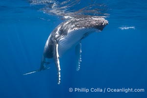Solitary inquisitive humpback whale underwater near the island of Moorea, French Polynesia, Megaptera novaeangliae