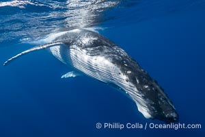 Solitary inquisitive humpback whale underwater near the island of Moorea, French Polynesia, Megaptera novaeangliae, Tahiti, France