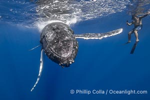 Solitary inquisitive humpback whale underwater near the island of Moorea, French Polynesia, Megaptera novaeangliae