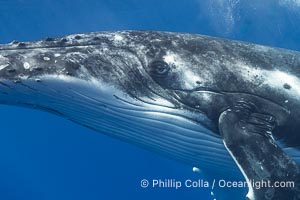 Solitary inquisitive humpback whale underwater near the island of Moorea, French Polynesia, Megaptera novaeangliae
