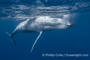 Solitary inquisitive humpback whale underwater near the island of Moorea, French Polynesia, Megaptera novaeangliae