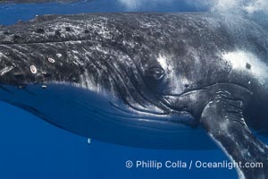 Solitary inquisitive humpback whale underwater near the island of Moorea, French Polynesia, Megaptera novaeangliae