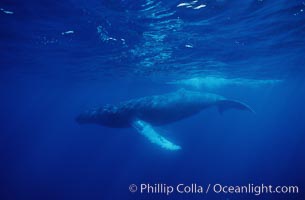 North Pacific humpback whale, Megaptera novaeangliae, Maui