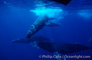 North Pacific humpback whales, socializing trio of adults, Megaptera novaeangliae, Maui