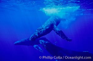 North Pacific humpback whales, socializing trio of adults.