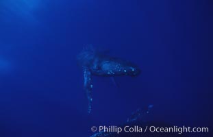 North Pacific humpback whale, Megaptera novaeangliae, Maui
