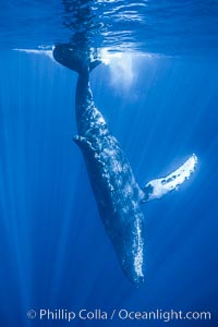 North Pacific humpback whale, head standing near surface.