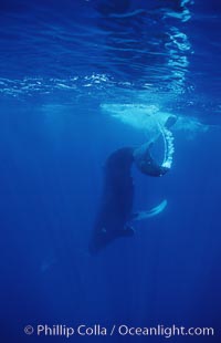 North Pacific humpback whale, head standing near surface, Megaptera novaeangliae, Maui