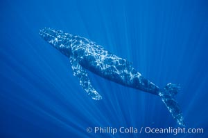 Hawaiian humpback whale underwater, sun beams dappling the whale in clear oceanic waters, Maui