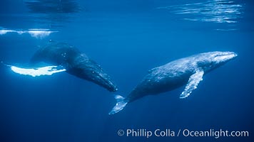 North Pacific humpback whales, part of a larger competitive group of humpbacks.