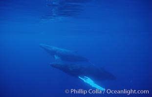 North Pacific humpback whales, part of competitive group, Megaptera novaeangliae, Maui