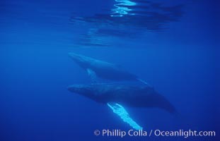 North Pacific humpback whales, part of competitive group, Megaptera novaeangliae, Maui