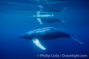 North Pacific humpback whales, part of a larger competitive group of humpbacks, Megaptera novaeangliae, Maui
