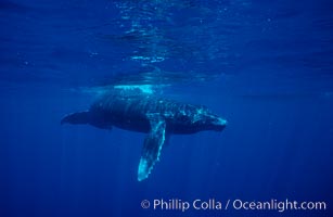 North Pacific humpback whale, calf, Megaptera novaeangliae, Maui