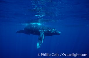 North Pacific humpback whale, calf, Megaptera novaeangliae, Maui