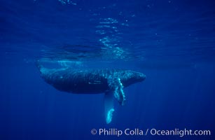 North Pacific humpback whale, calf, Megaptera novaeangliae, Maui