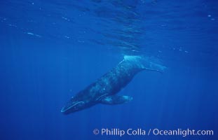 North Pacific humpback whale, calf, Megaptera novaeangliae, Maui