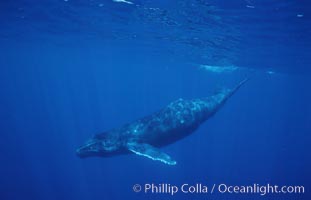 North Pacific humpback whale, calf, Megaptera novaeangliae, Maui