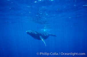 North Pacific humpback whale, calf, Maui
