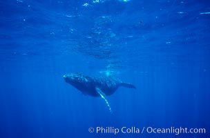 North Pacific humpback whale, calf, Maui