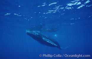 North Pacific humpback whale, calf, Megaptera novaeangliae, Maui