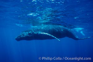 North Pacific humpback whale, calf, Maui