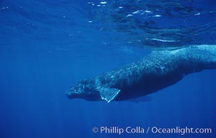 North Pacific humpback whale, calf, Megaptera novaeangliae, Maui