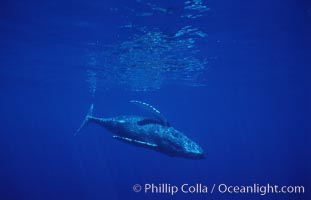 North Pacific humpback whale, calf, Megaptera novaeangliae, Maui
