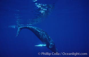 North Pacific humpback whale, calf, Megaptera novaeangliae, Maui