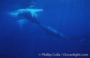 North Pacific humpback whale, competitive group, Megaptera novaeangliae, Maui