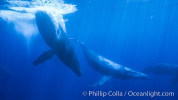 North Pacific humpback whale, competitive group, Megaptera novaeangliae, Maui