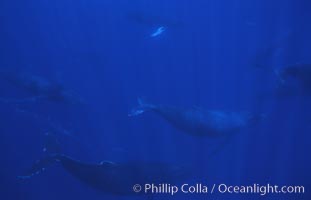 North Pacific humpback whale, competitive group, Megaptera novaeangliae, Maui