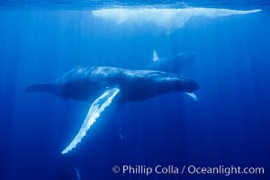 North Pacific humpback whale underwater