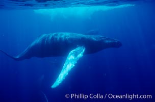 North Pacific humpback whale underwater, Maui