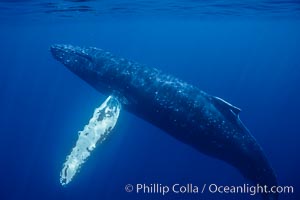 North Pacific humpback whale underwater, Megaptera novaeangliae, Maui