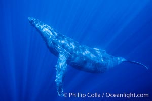 Hawaiian humpback whale underwater, sun beams dappling the whale in clear oceanic waters.