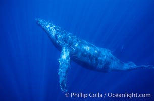 Hawaiian humpback whale underwater, sun beams dappling the whale in clear oceanic waters, Maui