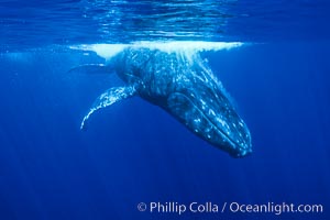 North Pacific humpback whale underwater, Maui