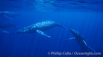 North Pacific humpback whales, competitive group, Megaptera novaeangliae, Maui