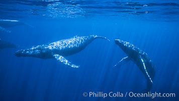 North Pacific humpback whales, competitive group, Megaptera novaeangliae, Maui