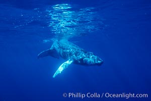 North Pacific humpback whale, calf, Maui