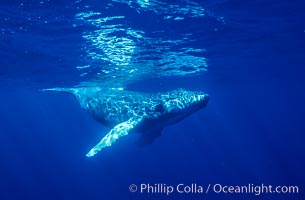 North Pacific humpback whale, calf, Maui