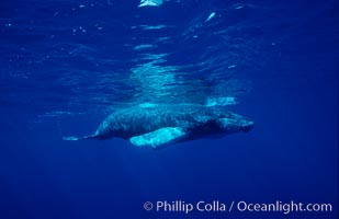 North Pacific humpback whale, calf, Megaptera novaeangliae, Maui