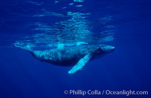 North Pacific humpback whale, calf, Megaptera novaeangliae, Maui