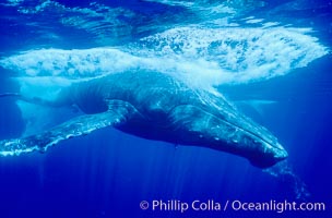 North Pacific humpback whale, escort in competitive group makes fast close pass.