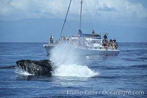 Humpback whale surface active group, male escort head lunging, whale watching boat, Megaptera novaeangliae, Maui