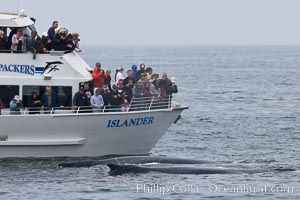 Two humpback whales swim in front of a whale watching boat, Megaptera novaeangliae, Santa Rosa Island, California