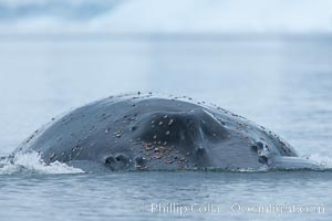Humpback whale with barnacles, visible on the blowhole and tubercles on the dorsal surface of its head, swims toward the photographer, Megaptera novaeangliae, Neko Harbor